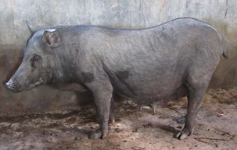 Lợn sóc – Kỹ thuật chăn nuôi hiệu quả và kinh nghiệm thực tế từ bà con 3 lon soc huong dan chan nuoi 1