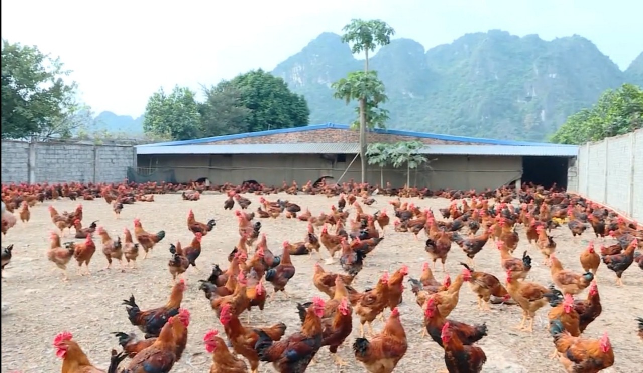 Mô hình chăn nuôi gà