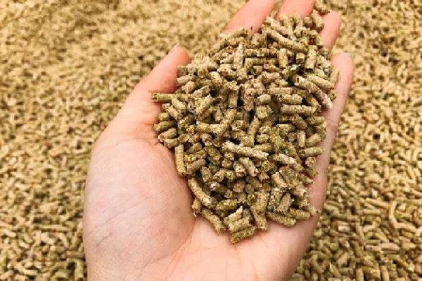 Thức ăn cho heo cảnh dạng viên