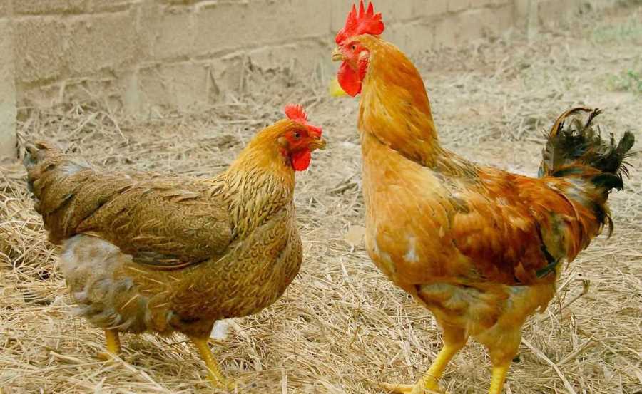 các bệnh thường gặp ở gà thả vườn