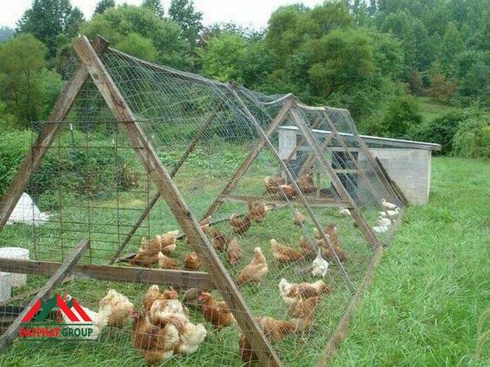 Mô Hình Nuôi Gà Diện Tích Nhỏ: Bí Quyết Thành Công Cho Bà Con Nông Dân 1 Mô hình nuôi gà diện tích nhỏ