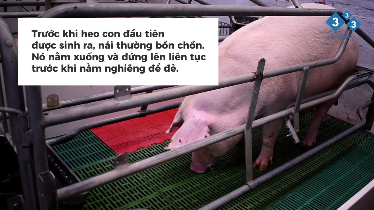 Dấu hiệu nhận biết heo nái sắp đẻ