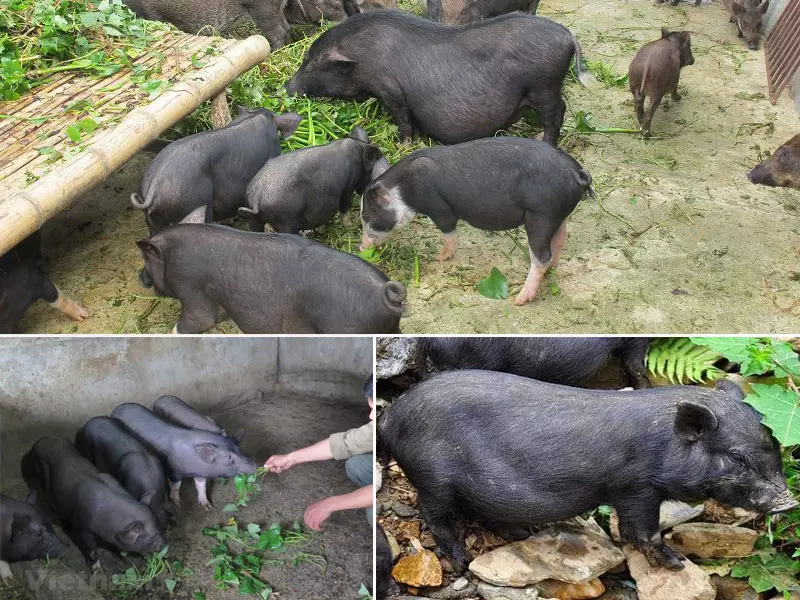 Lợn mường khương