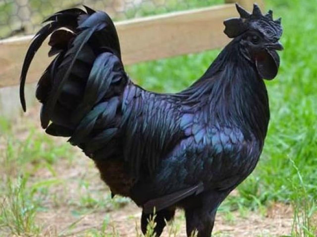 Gà Ayam Cemani – Giống gà “huyền thoại” có thật, giá cao ngất ngưởng 2 IMG 1914