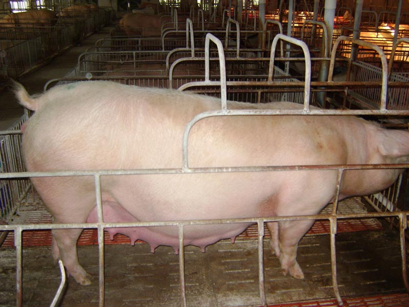 Hướng tới chăn nuôi bền vững và hiện đại