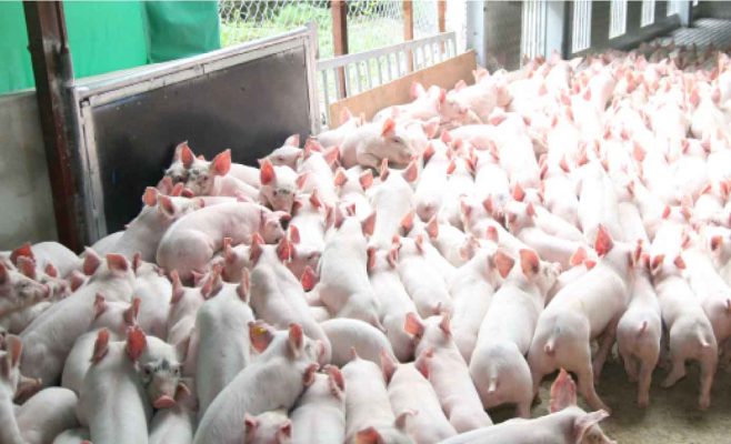 Chăn nuôi bán công nghiệp