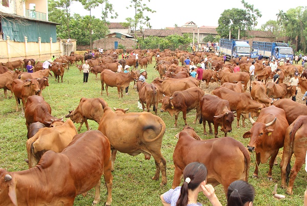 Kỹ Thuật Nuôi Bò Hiệu Quả Cho Bà Con Đồng Tháp