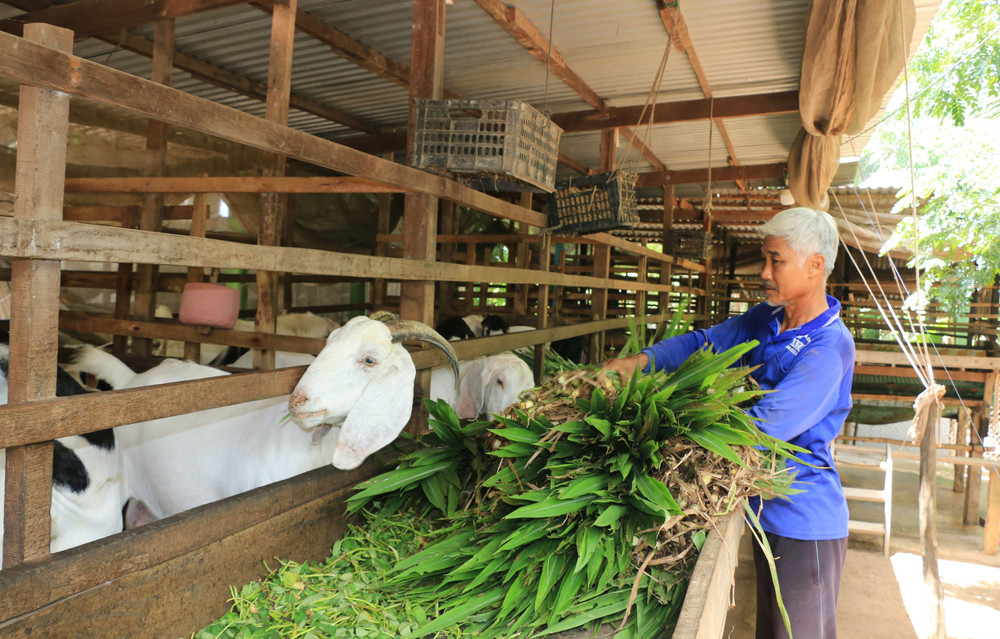Nâng Cao Giá Trị Kinh Tế Từ Chăn Nuôi Bò