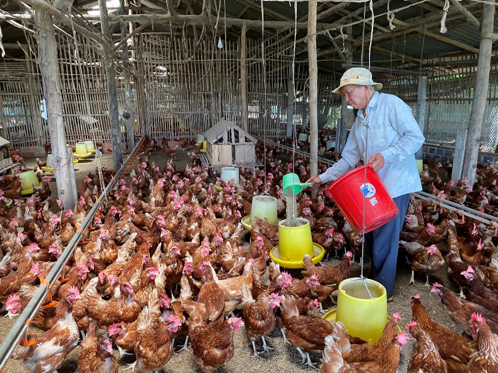 Kỹ Thuật Nuôi Giống Gà Siêu Trứng Hiệu Quả