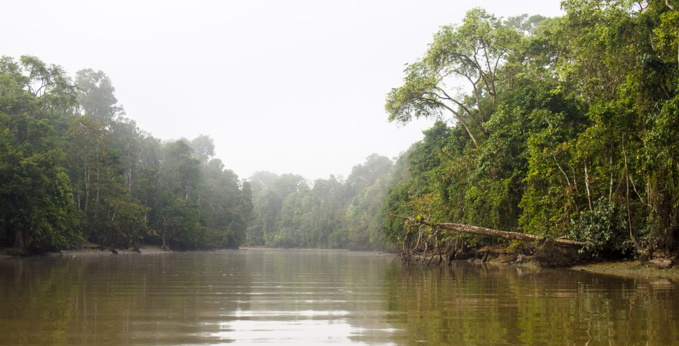 môi trường sống Lợn râu Borneo