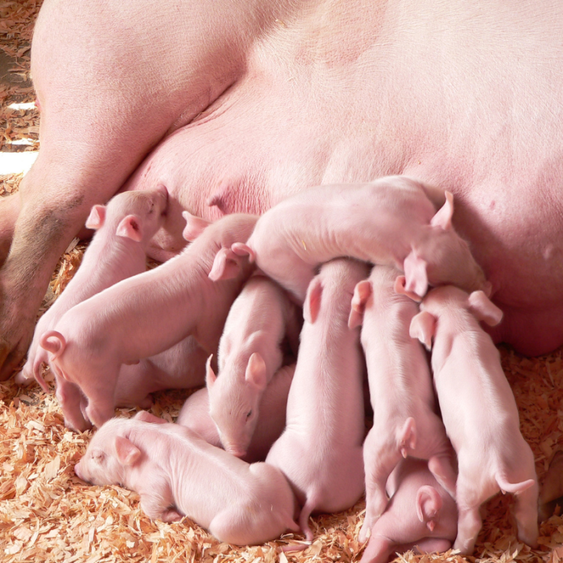 Kinh Nghiệm Giúp Lợn Nái Đẻ Nhanh và An Toàn Hơn 3 kinh nghiem giup lon nai de nhanh 2