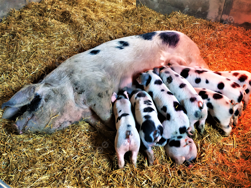 Lợn Bentheim Black Pied