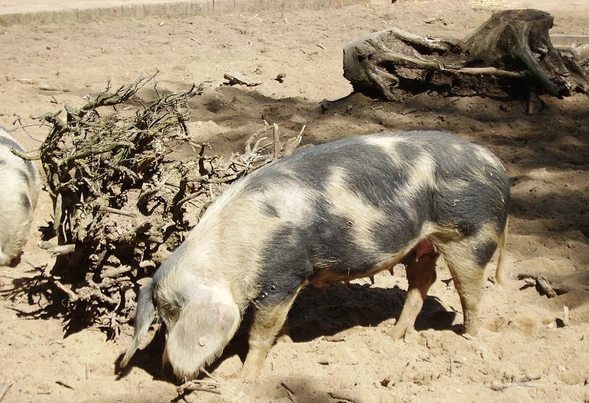 Lợn Bentheim Black Pied