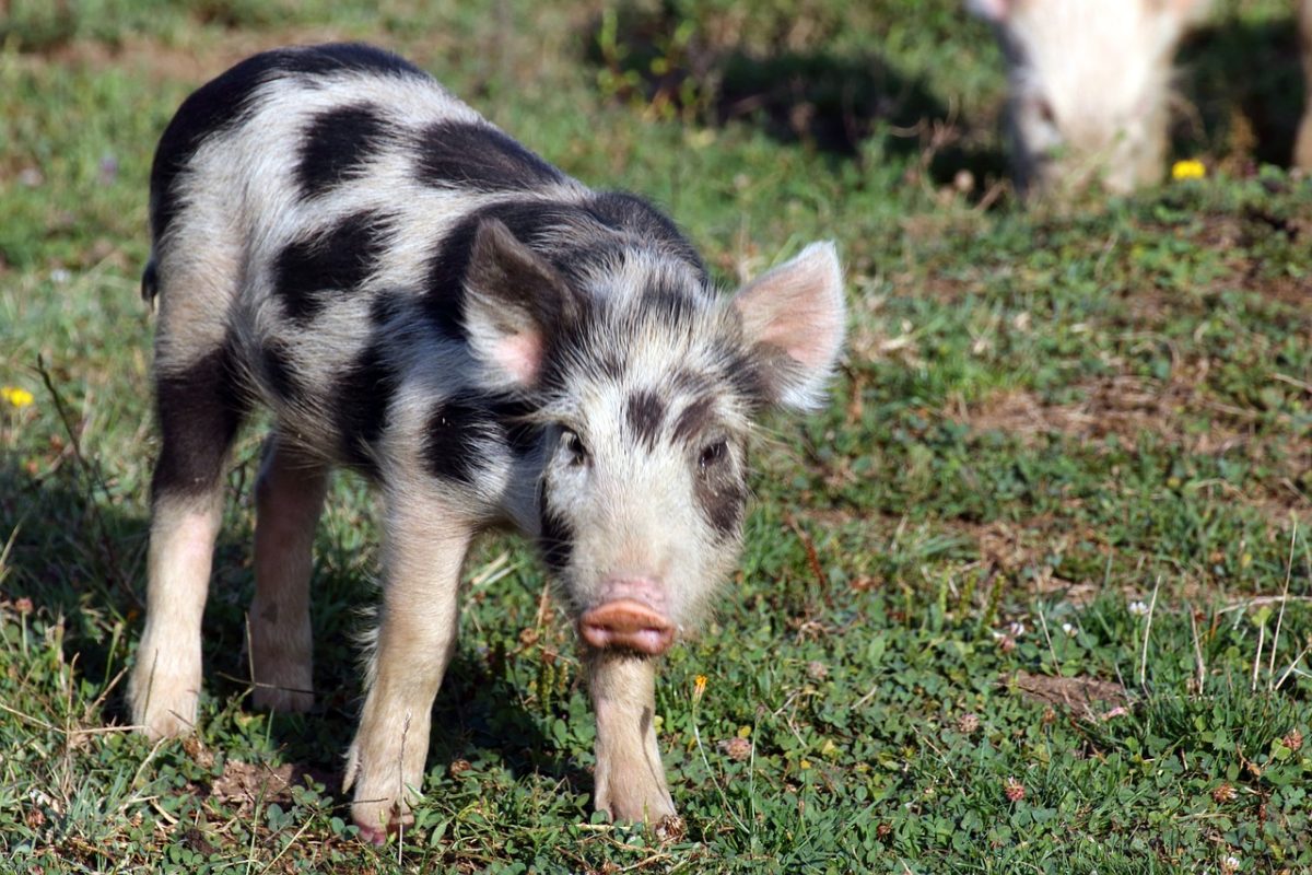 Lợn Bentheim Black Pied