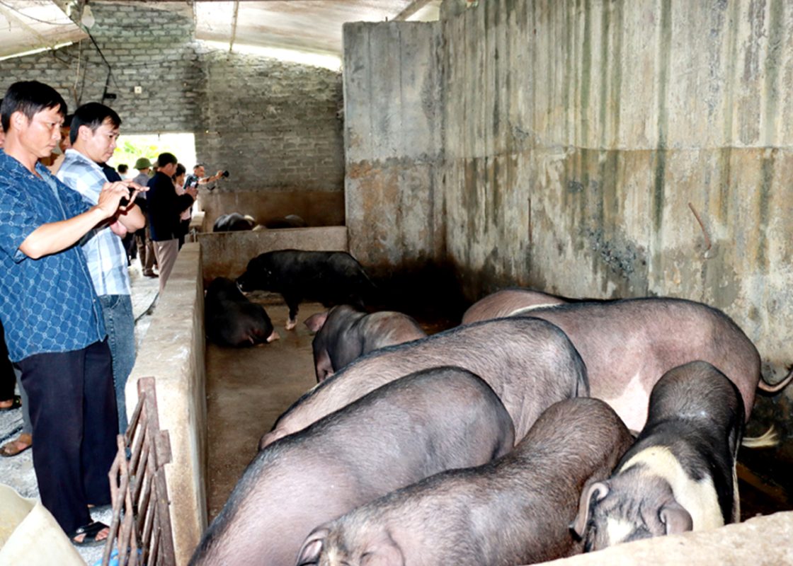Đặc Điểm "Không Lẫn Vào Đâu Được" Của Lợn Đen Mèo Vạc