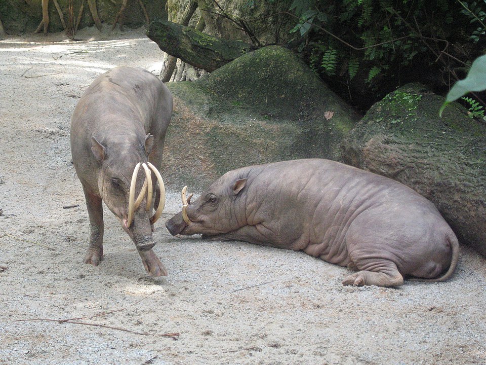 Lợn hươu Bắc Sulawesi