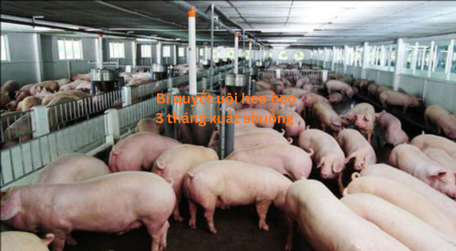 Bí quyết nuôi heo 3 tháng xuất chuồng - solloan