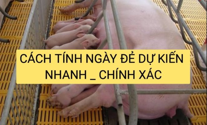 Cách tính ngày lợn để chính xác