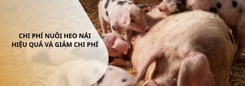 Chi Phí Chăn Nuôi Heo: Bảng Hạch Toán Chi Tiết Từ A-Z