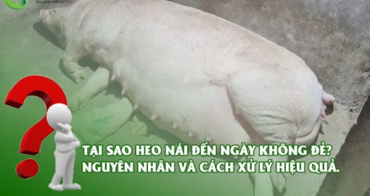 Heo Nái Đến Ngày Không Đẻ