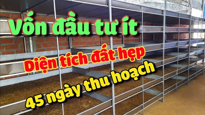 Mô Hình Chăn Nuôi Ít Vốn