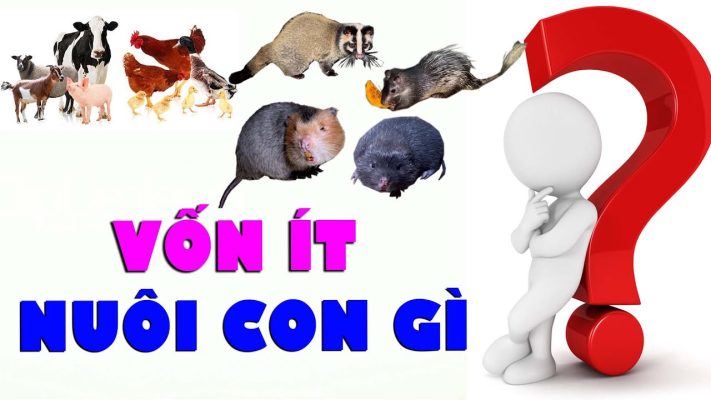 Mô Hình Chăn Nuôi Ít Vốn
