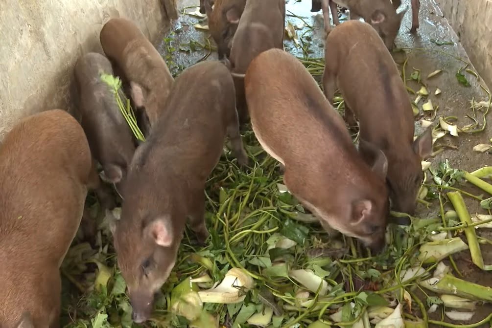 Mô Hình Chăn Nuôi Ít Vốn