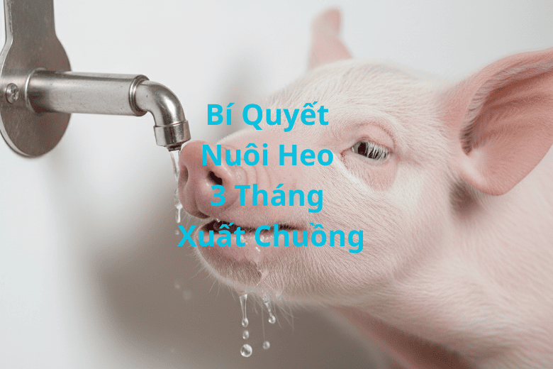 quan ly nguon nuoc sach va nhiet do moi truong chan nuoi ly tuong