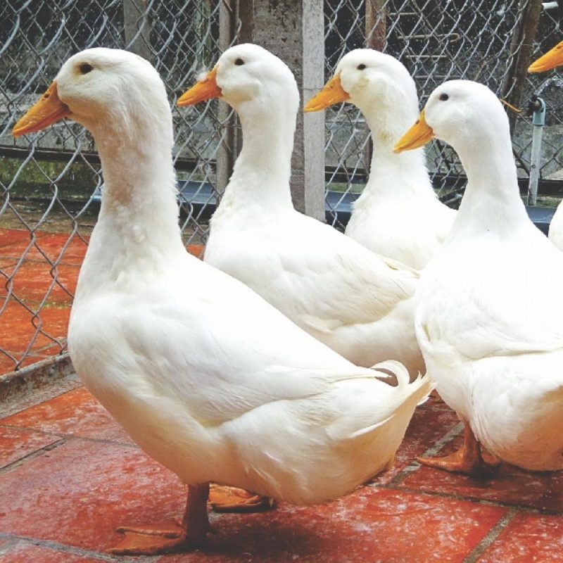 vit anh dao 1 1