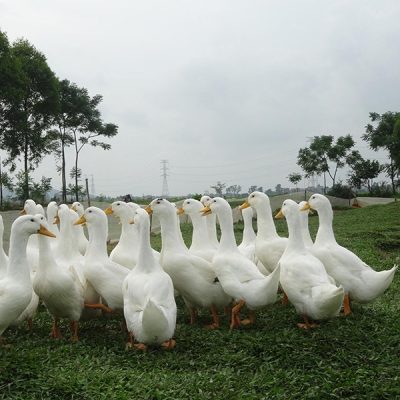vịt Grimaud