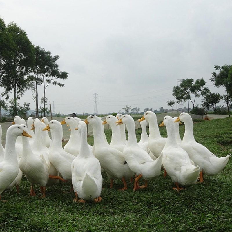 vịt Grimaud