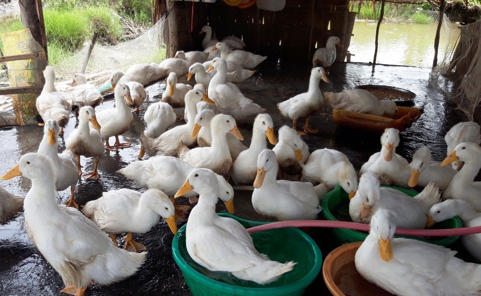 vịt Grimaud