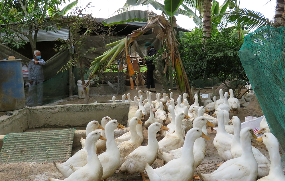 vịt Grimaud