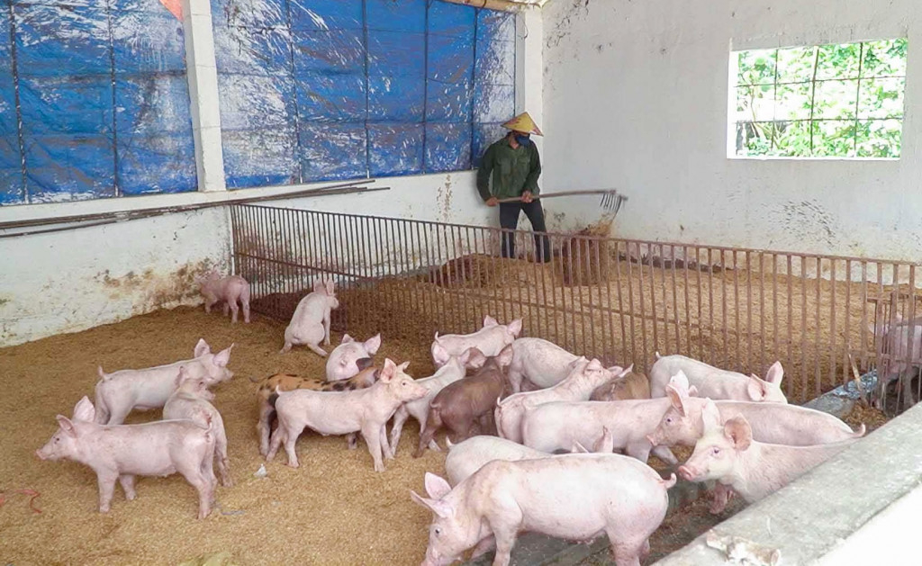 nguyên nhân gây ô nhiễm môi trường trong chăn nuôi

