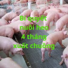 Bí Quyết Nuôi Heo 4 Tháng Xuất Chuồng