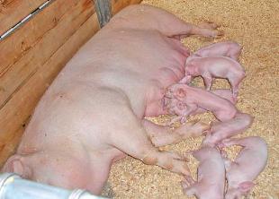 cach cham soc heo con moi de 5