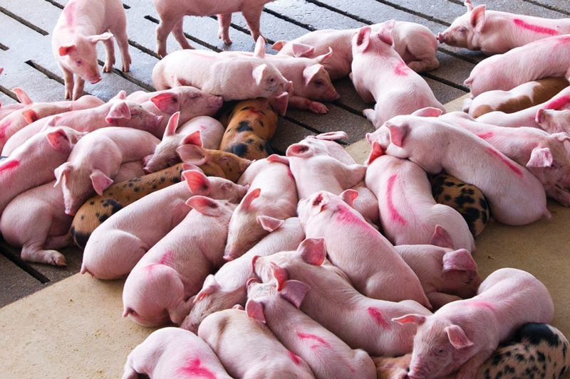 Cách Chăm Sóc Heo Con Mới Đẻ