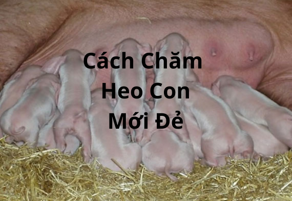 Cách Chăm Sóc Heo Con Mới Đẻ