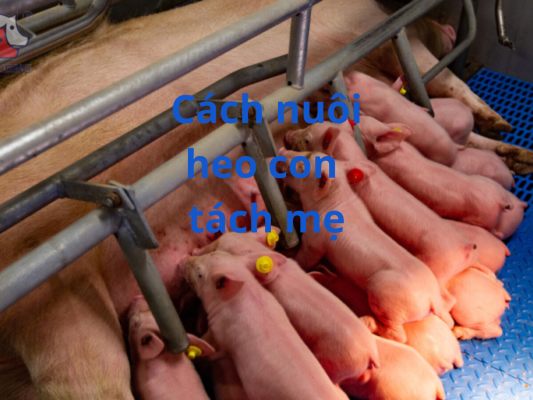 Cách nuôi heo con tách mẹ
