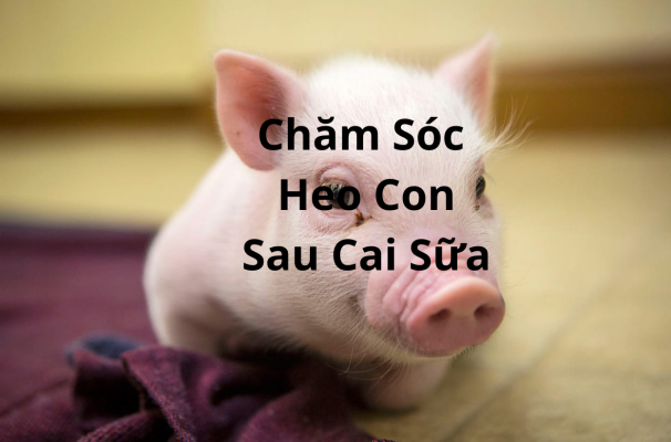 Chăm Sóc Heo Con Sau Cai Sữa