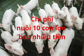 Chi Phí Nuôi 10 Con Lợn Thịt Hết Bao Nhiêu Tiền