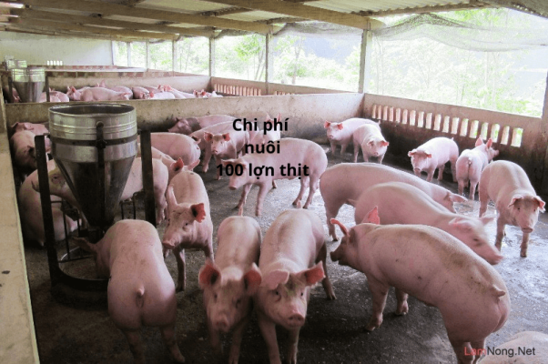 Chi Phí Nuôi 100 con lợn thịt