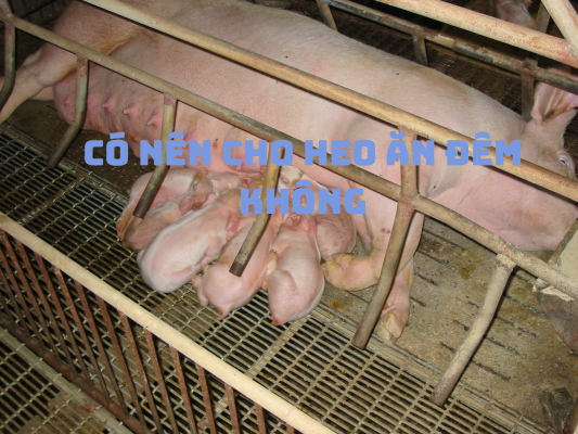 Có Nên Cho Heo Ăn Đêm