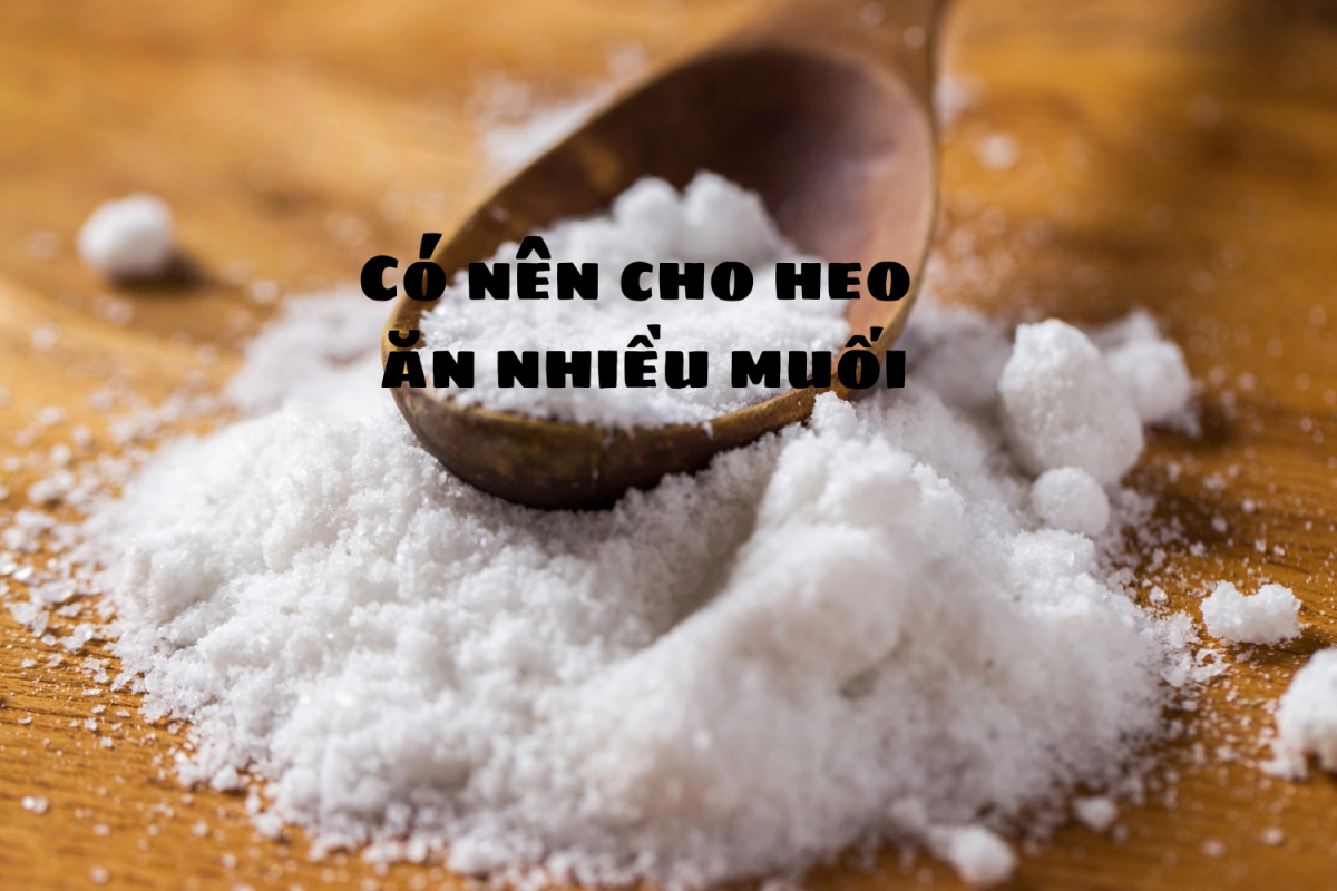 Có Nên Cho Heo Ăn Muối Không