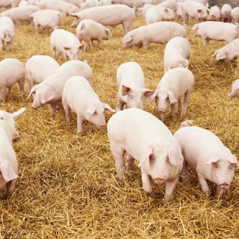 Định Kỳ Tẩy Giun Cho Lợn Con