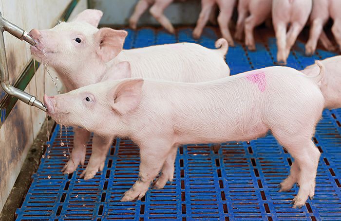 Định Kỳ Tẩy Giun Cho Lợn Con