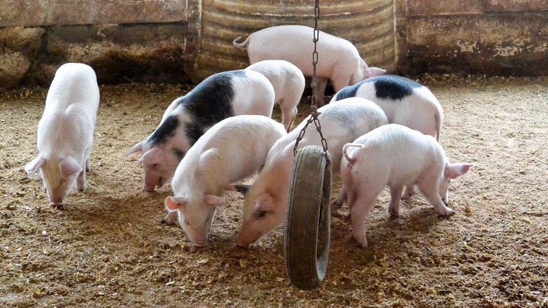 Định Kỳ Tẩy Giun Cho Lợn Con