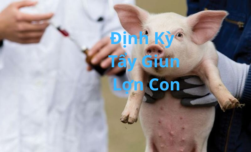 Định Kỳ Tẩy Giun Cho Lợn Con