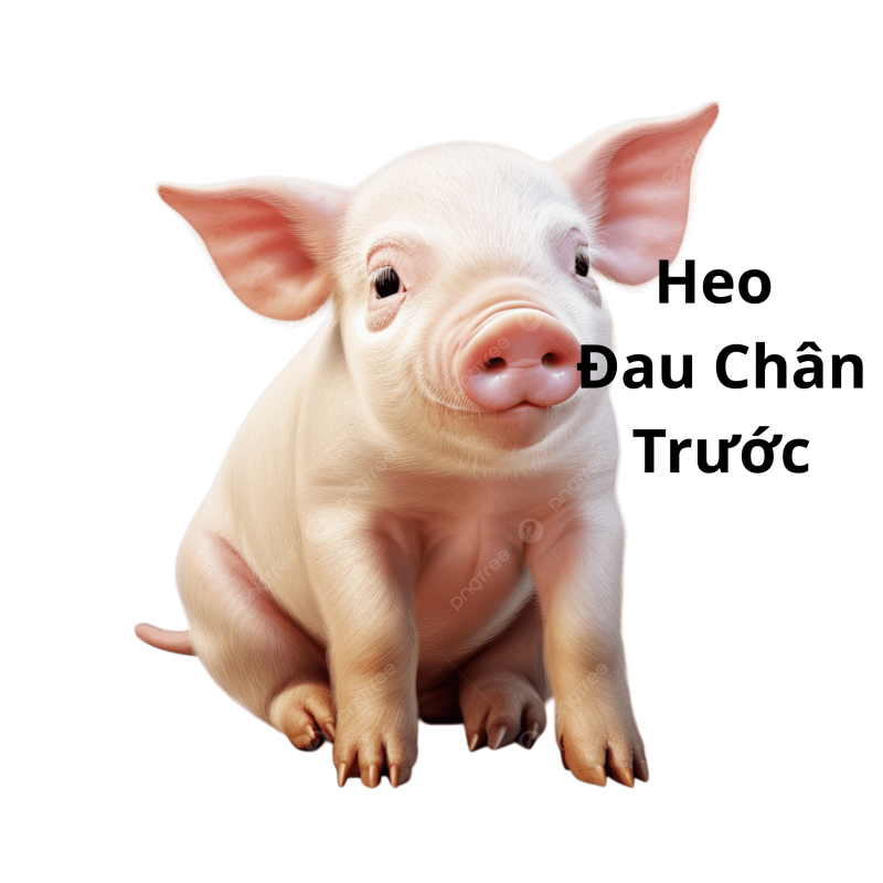 heo bị đau chân trước
