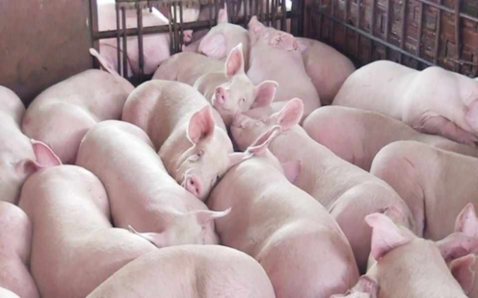 Những lưu ý khi chăm sóc heo con mới đẻ bị tiêu chảy
